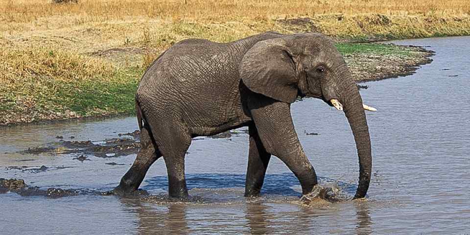 10 Day Kenya & Tanzania Safari with Zanzibar Beach