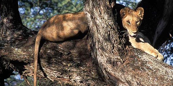 12 Days Safari Kenya and Tanzania Combined