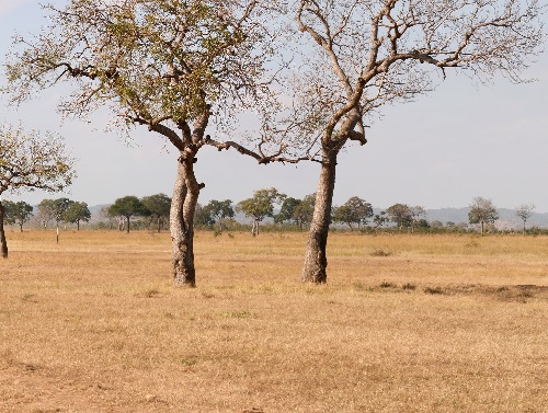 2 Day Safari from Dar es Salaam to Mikumi