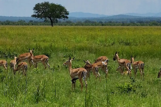 5 Days Selous and Mikumi Safari from Zanzibar