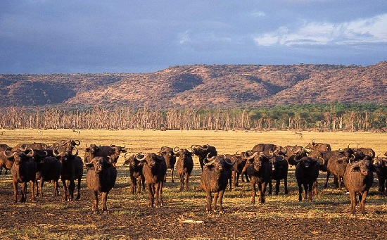 Arusha city and Mount Meru
