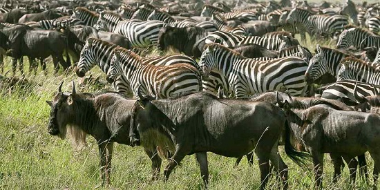 6 Days Wildebeest Migration Safari