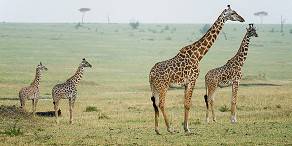 Udzungwa Mountains & Mikumi Safari