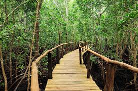  Jozani Forest