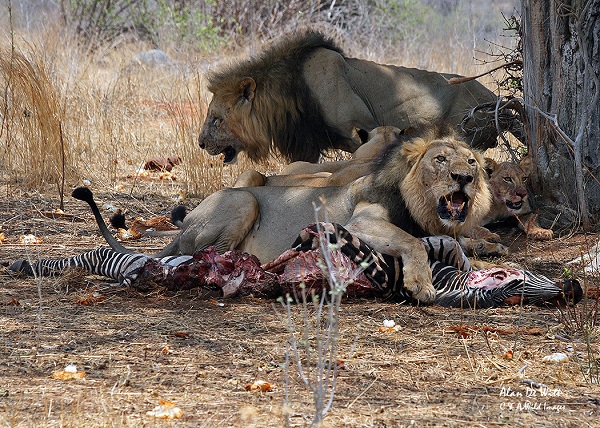 Male lions feeding in Ruaha National Park