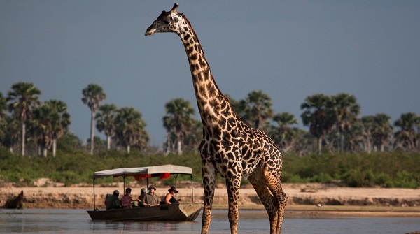 Giraffe viewed from boat at luxury lodge Nyerere