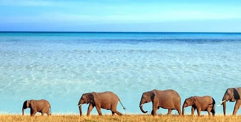Elephants walking along the beach in Saadani National Park