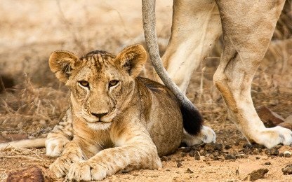 Visit Selous Game Reserve