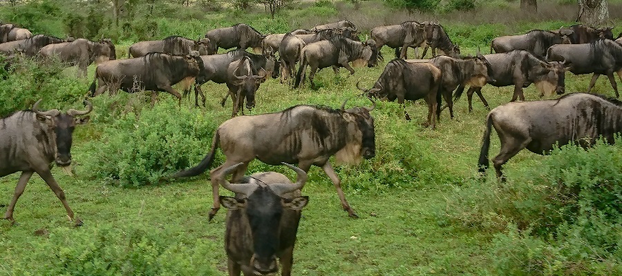 Wildlife in Ngorongoro Crater
