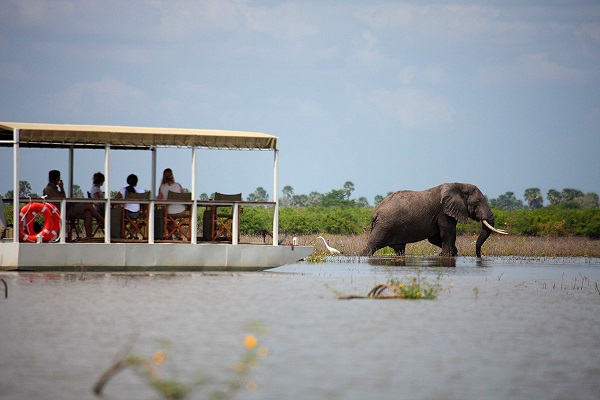 Pontoon boat viewing elephant on Rufiji River boat safari