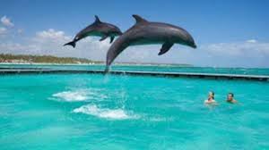 Wildlife Encounters