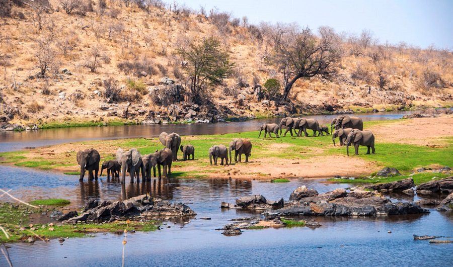 Huge elephant herd drinking at Great Ruaha River