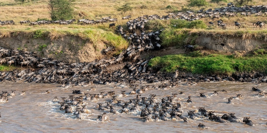 Best time to visit serengeti for wildbeest migration safari