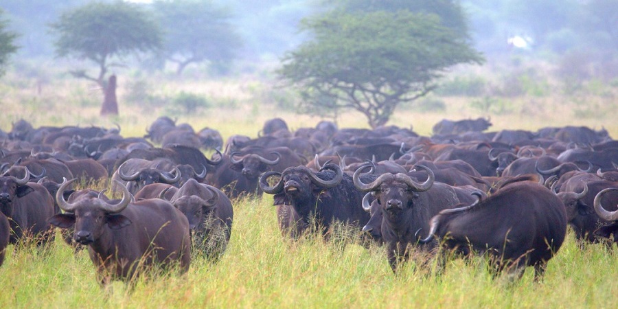 Best Time to visit serengeti