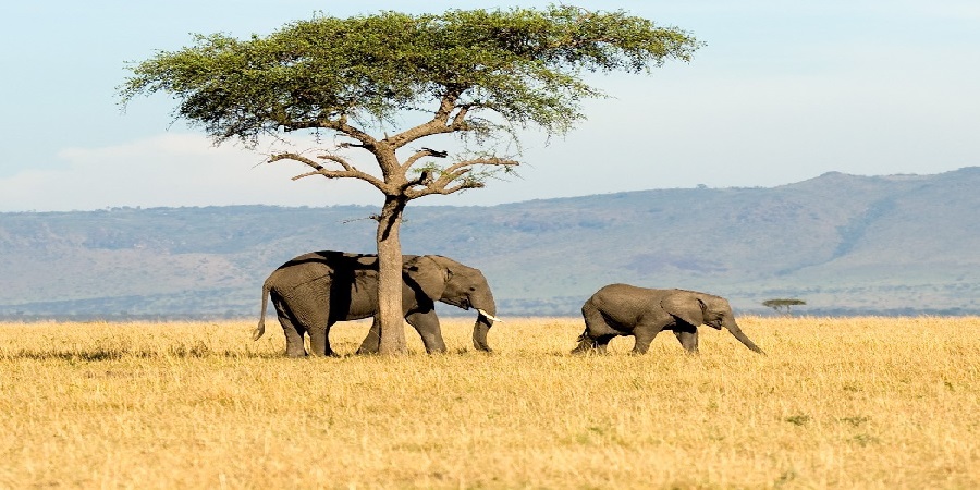 Best Time to visit tanzania