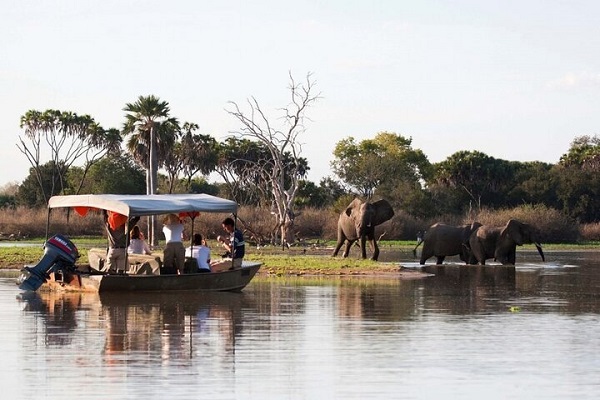 Elephant herd crossing Rufiji River seen from boat safari Nyerere