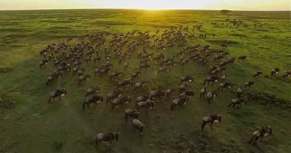 Sunrise over wildebeest migration