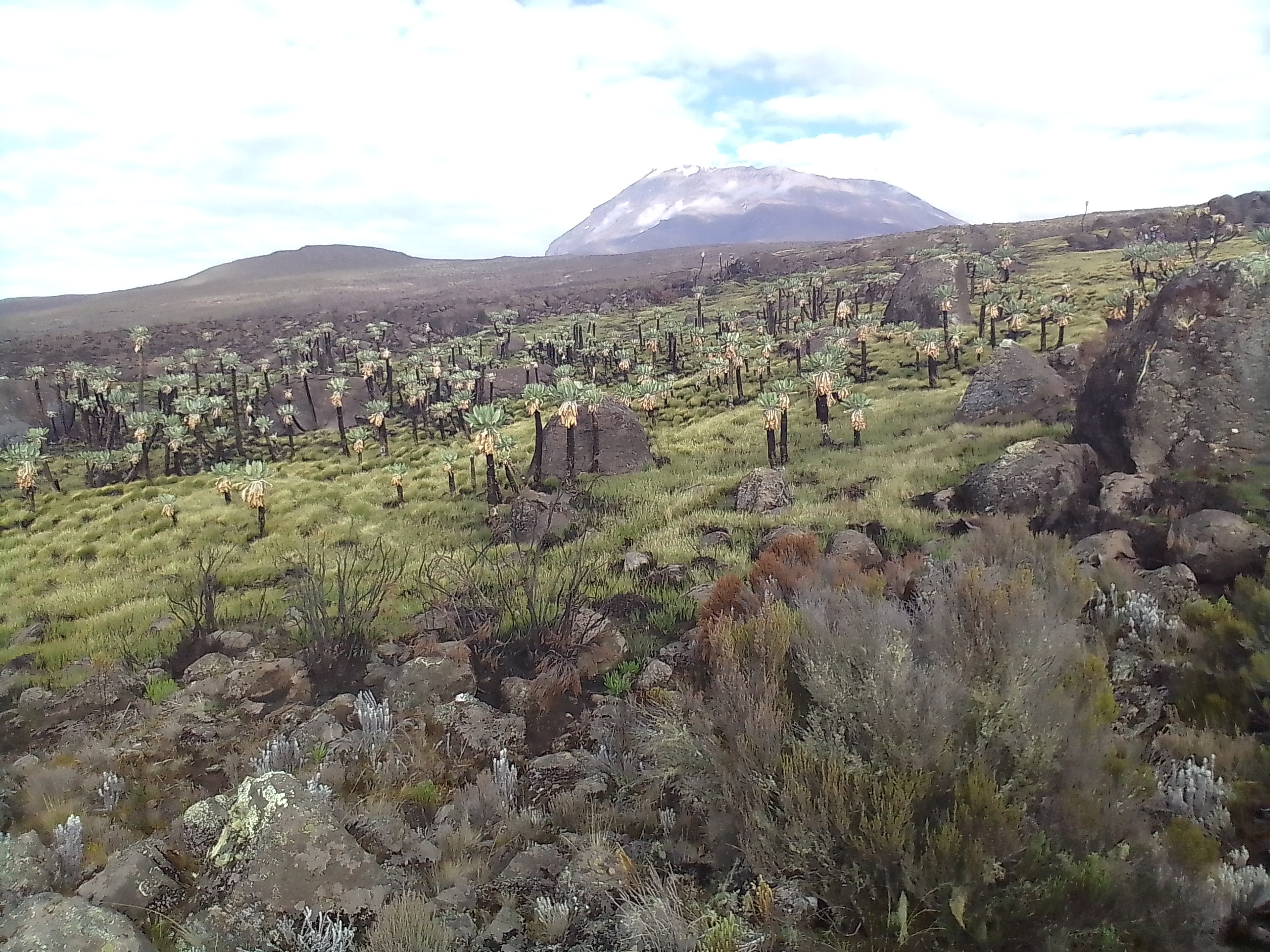 Lemosho Route Kilimanjaro Climb