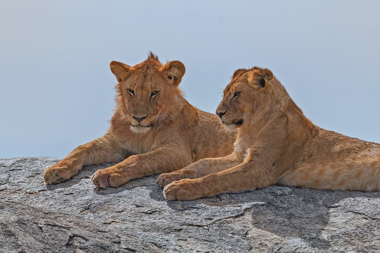 Tarangire Elephant Safari in Tanzania — Tarangire National Park