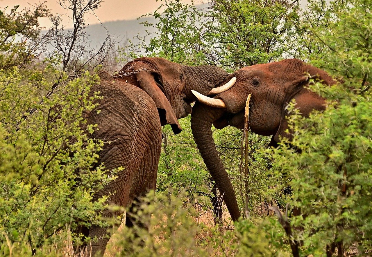 2-Day Safari Tanzania Lodge in Tanzania — Tarangire & Northern Tanzania