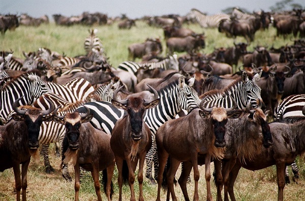 Great Migration herd in Serengeti