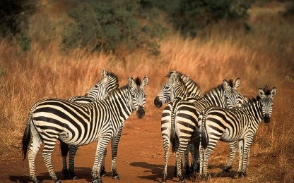 4 Days Safari Tanzania Express