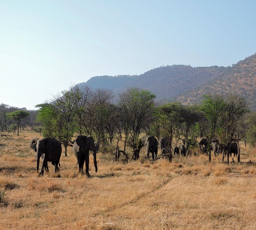 Happy tourists spotting elephants on safari