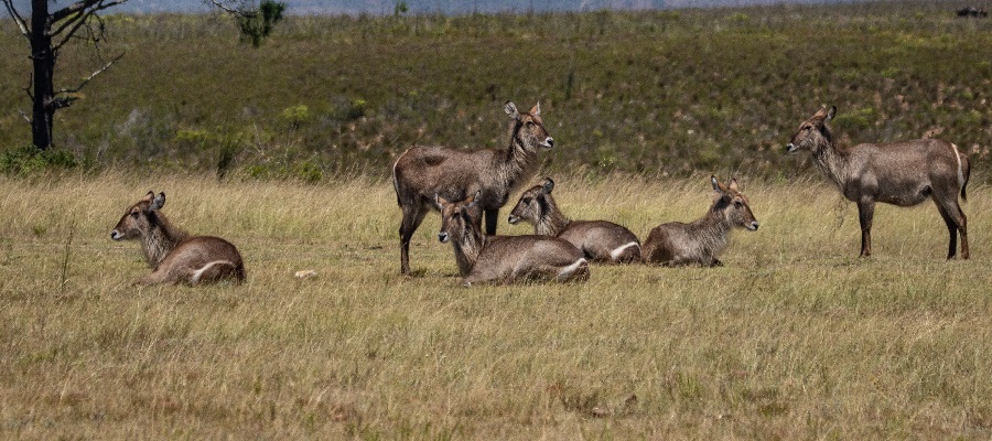 Safari in Arusha National Park