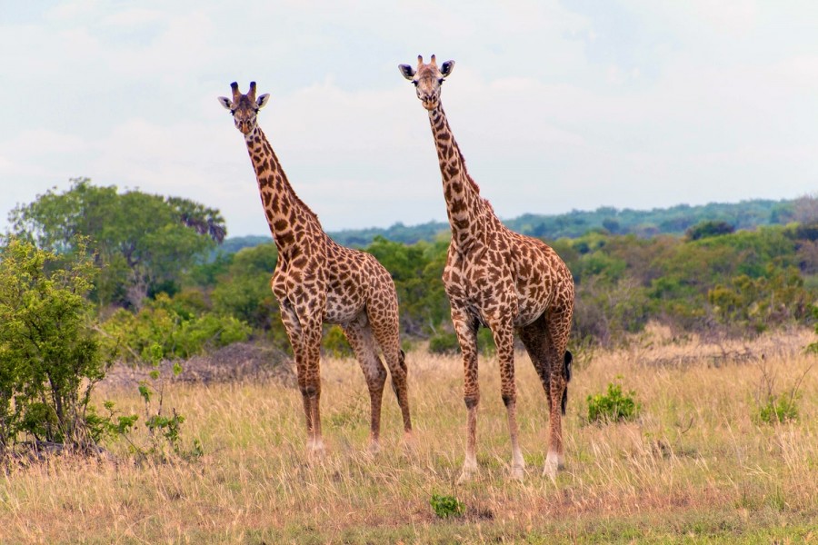 Giraffes in savanna landscape Saadani National Park
