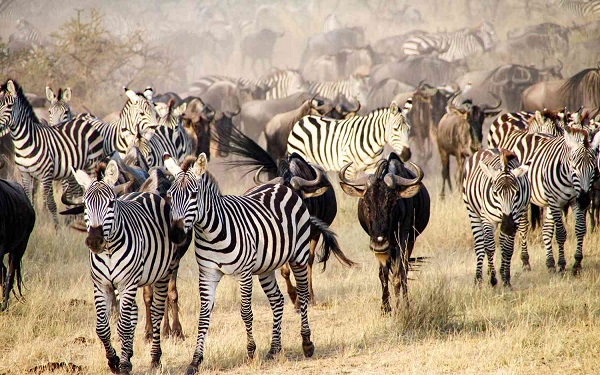 Zebras and wildebeest crossing