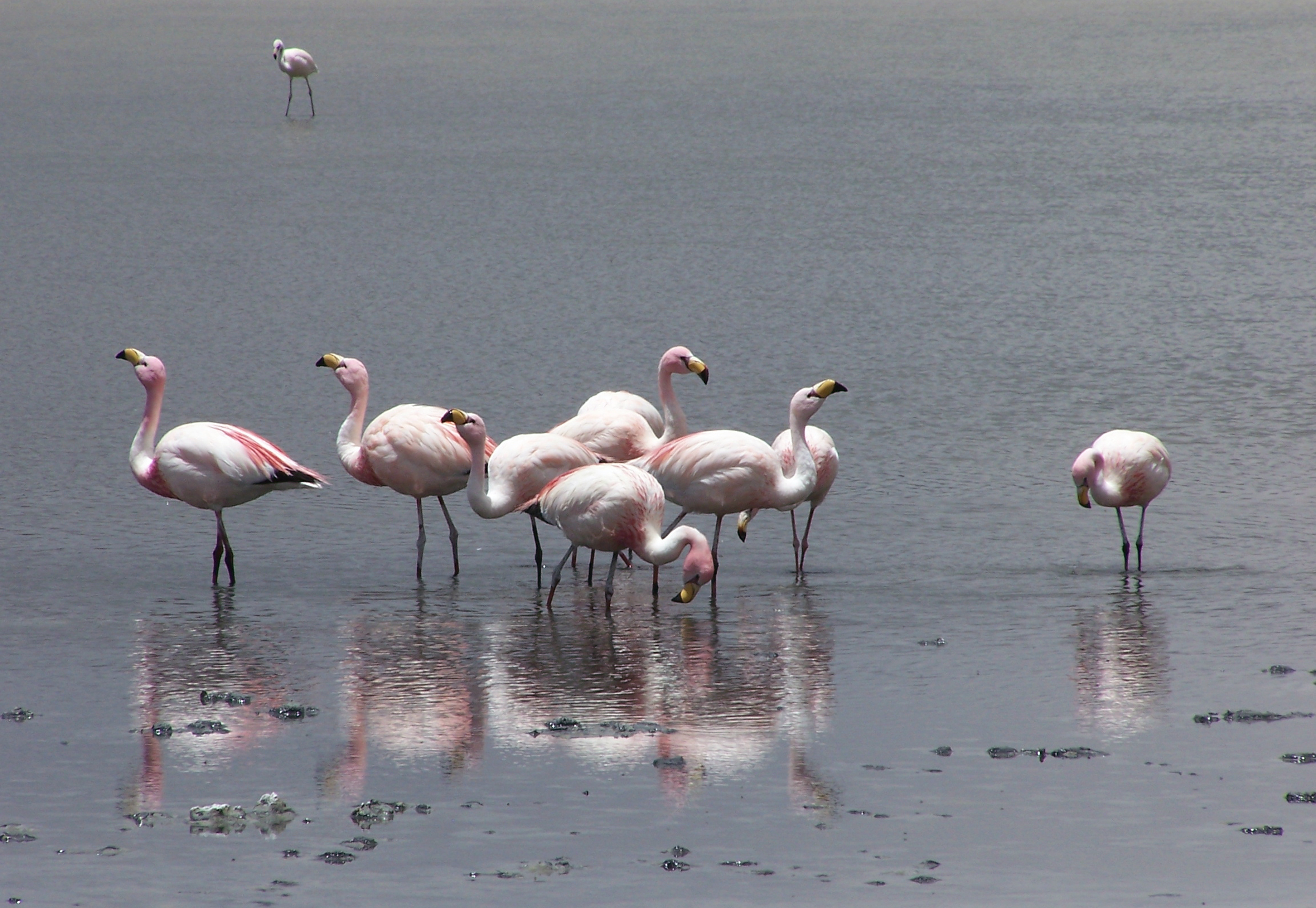 4 Day Tanzania Safari Affordable Lodge